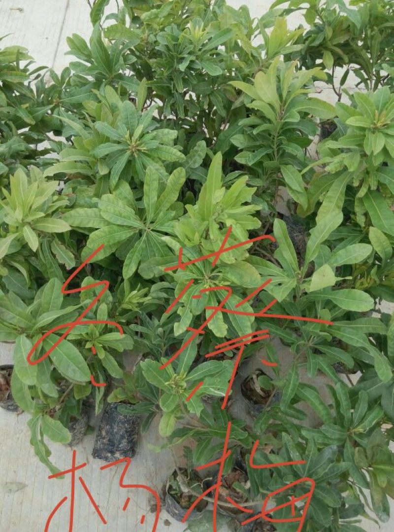 东魁杨梅苗，大红梅，大白梅20~30cm