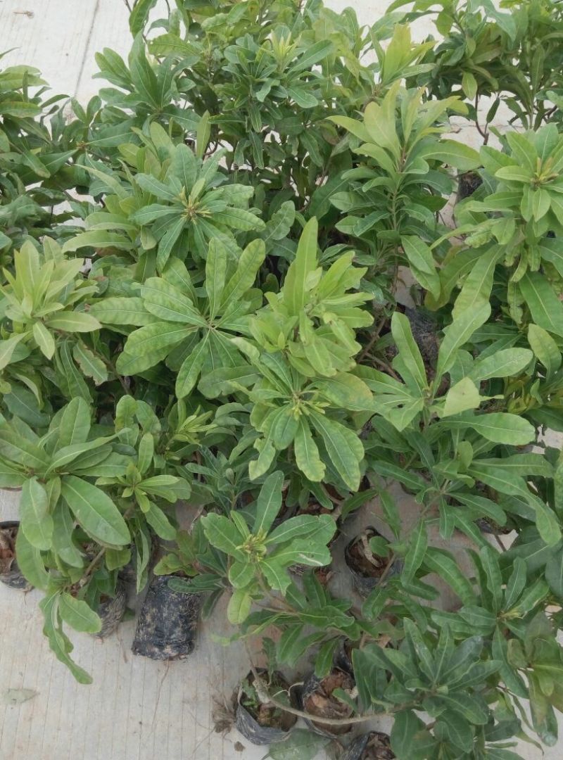 东魁杨梅苗，大红梅，大白梅20~30cm