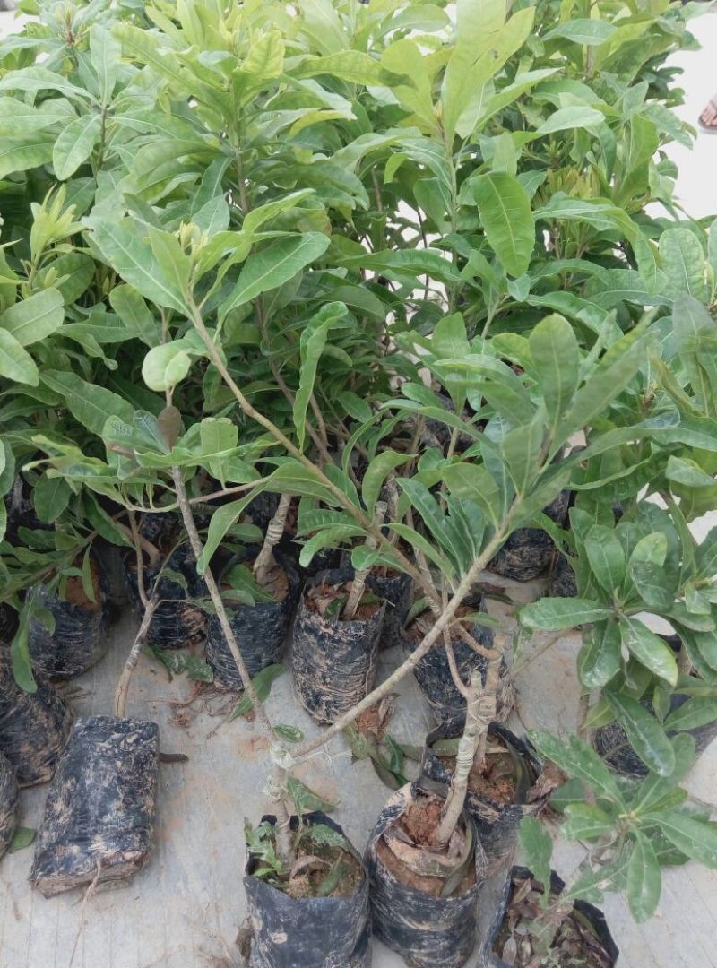 东魁杨梅苗，大红梅，大白梅20~30cm