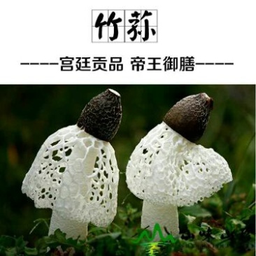 长裙竹荪一级