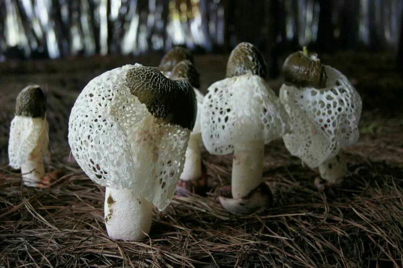 长裙竹荪一级
