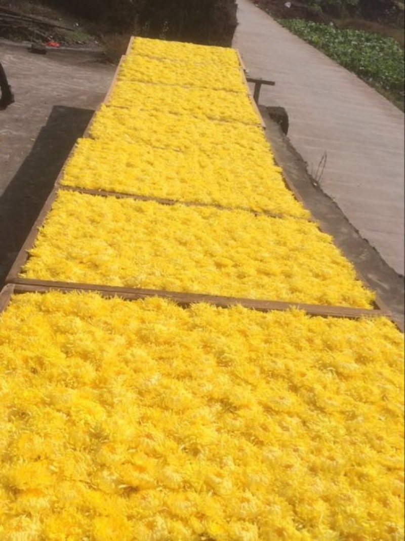 菊花茶