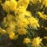 菊花茶