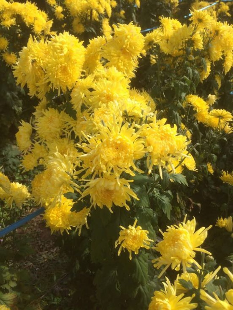 菊花茶