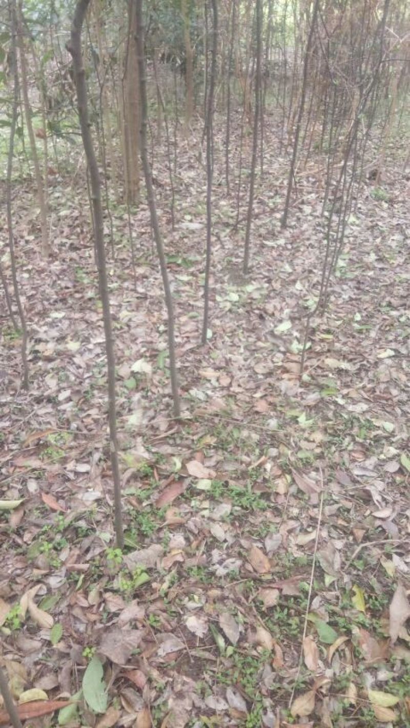 木瓜树171~200cm