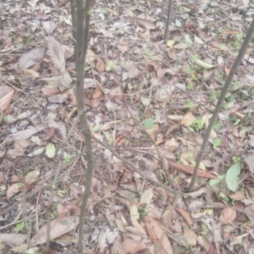 木瓜树171~200cm