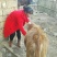 黄牛100~200kg