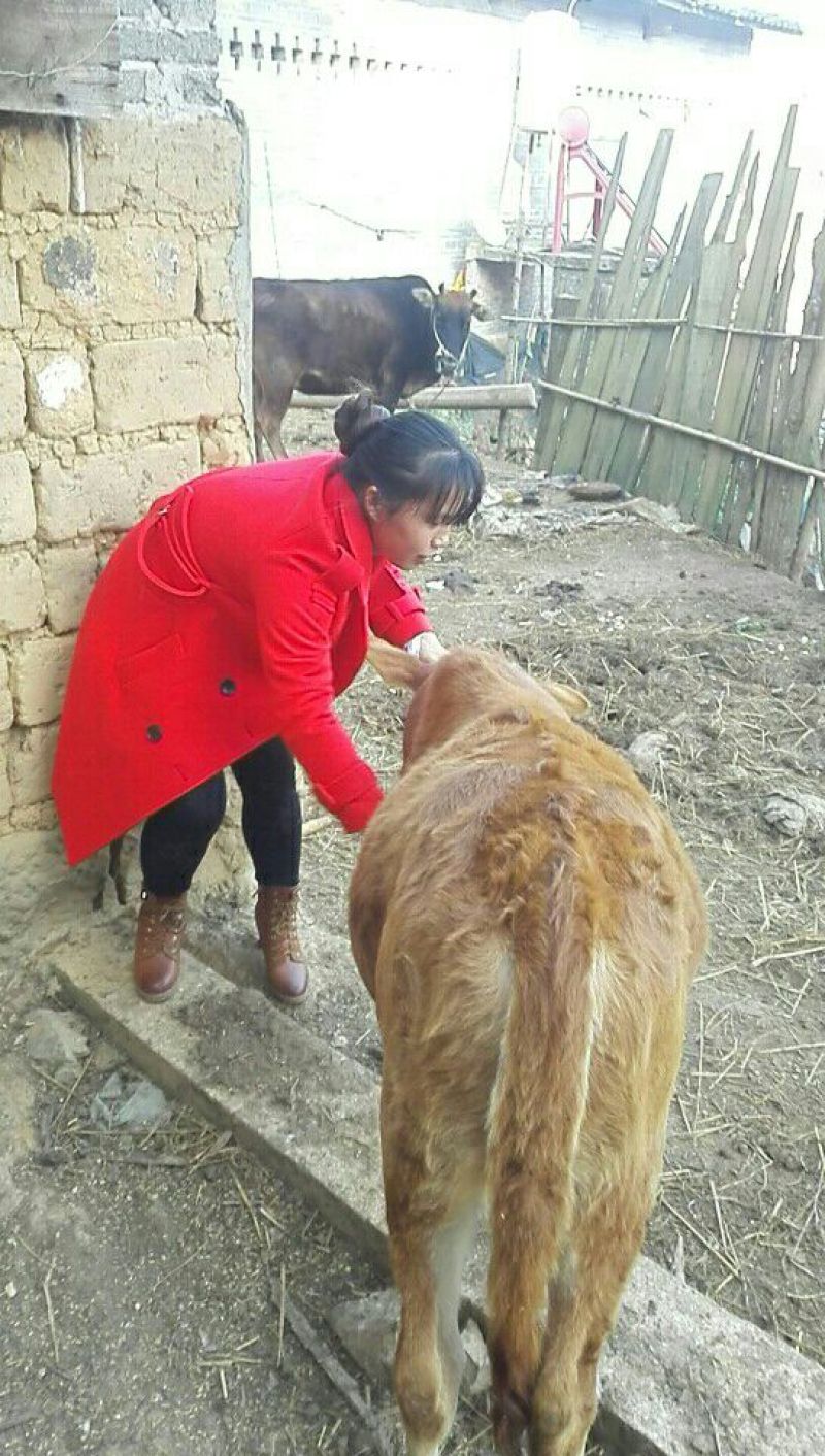 黄牛100~200kg