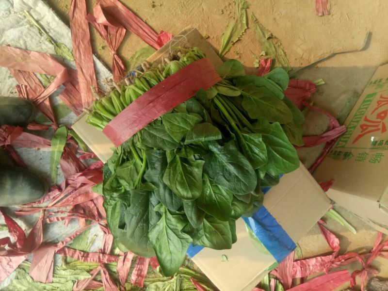 【精品】河北菠菜规格齐全货源充足稳定供货对接商超档口