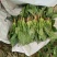 【精品】河北菠菜规格齐全货源充足稳定供货对接商超档口