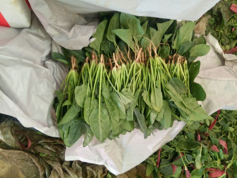 【精品】河北菠菜规格齐全货源充足稳定供货对接商超档口