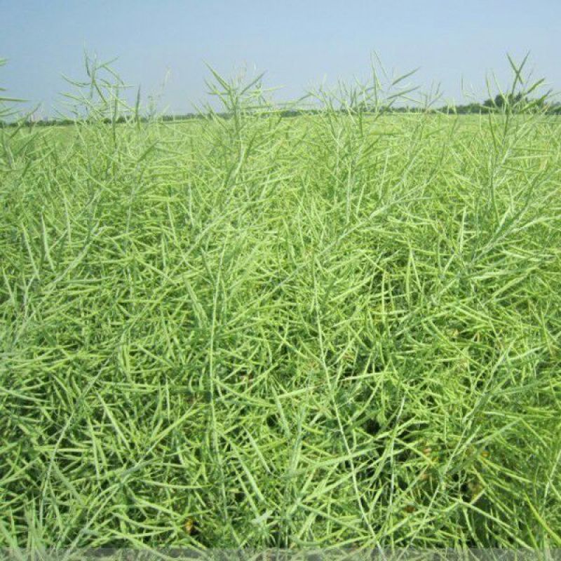 油菜籽1