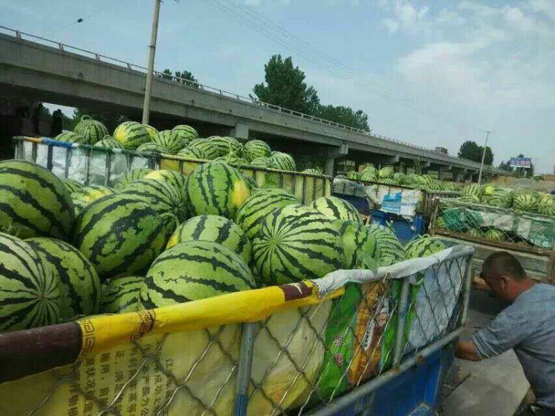 鲁青西瓜8斤打底，8成熟，五一上市