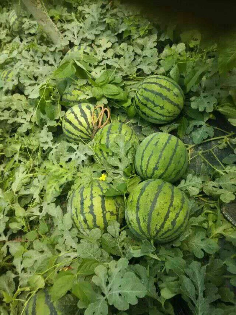 鲁青西瓜8斤打底，8成熟，五一上市