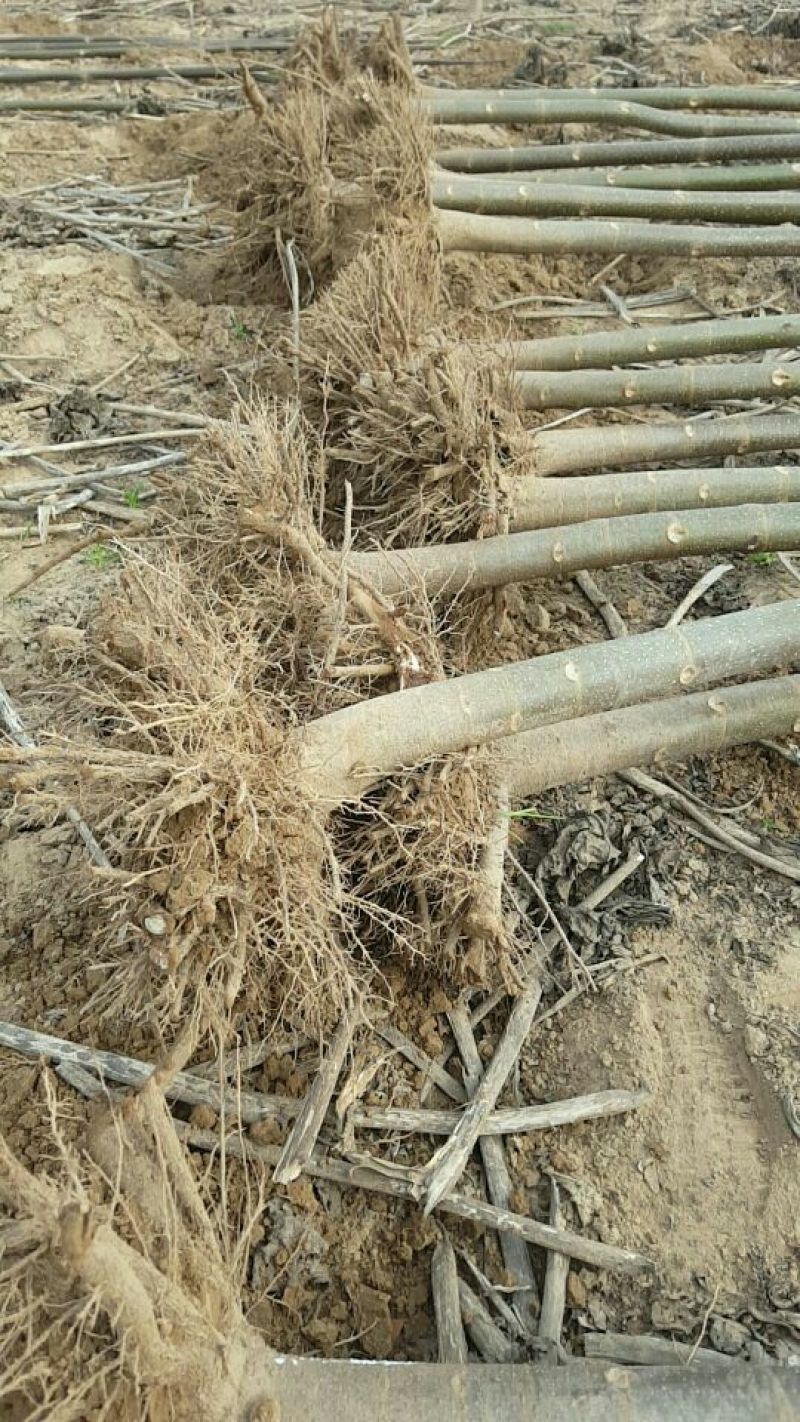泡桐4--66--88--1010--15公分