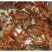 澳洲淡水小龙虾种苗2~4钱活虾小龙虾主养