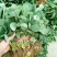 甜查理草莓苗10~20cm