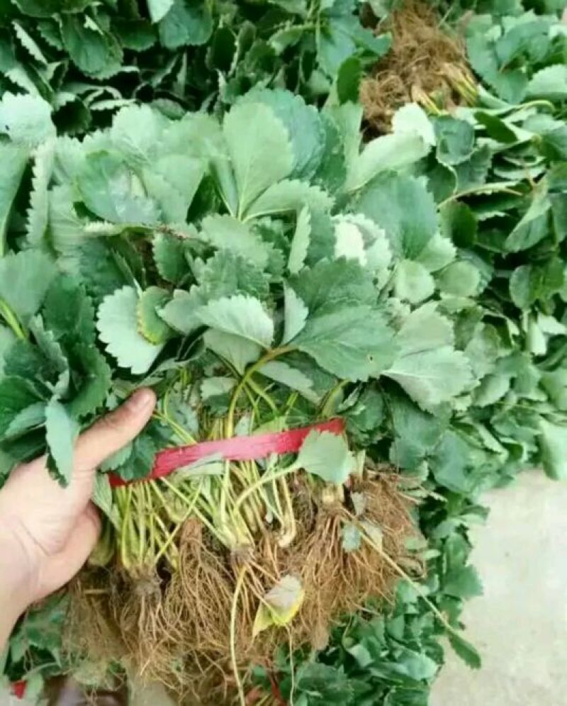 甜查理草莓苗10~20cm