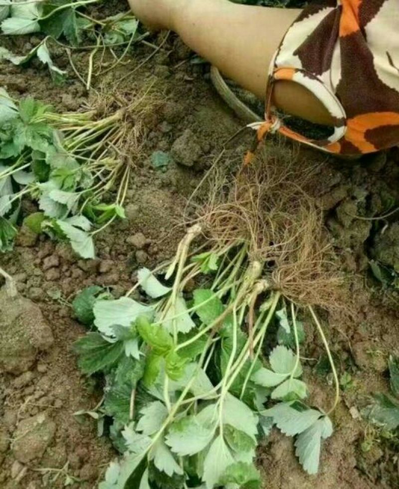 甜查理草莓苗10~20cm