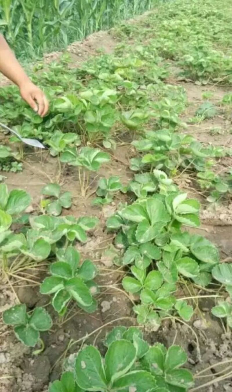 甜查理草莓苗10~20cm