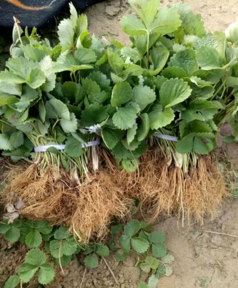 甜查理草莓苗10~20cm