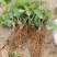 甜查理草莓苗10~20cm