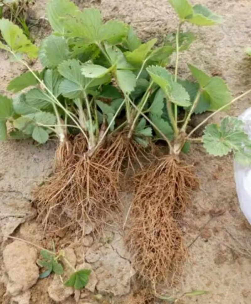甜查理草莓苗10~20cm