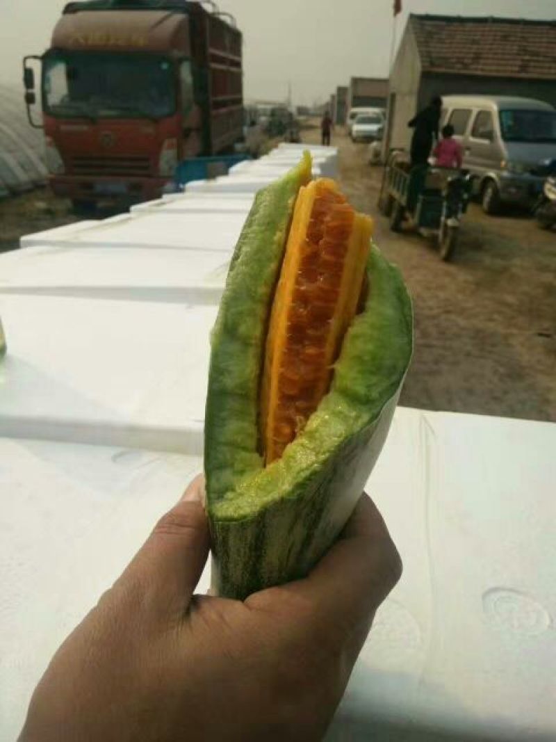 大量供应羊角蜜甜瓜1斤以上精品产地批发价格低欢迎咨询