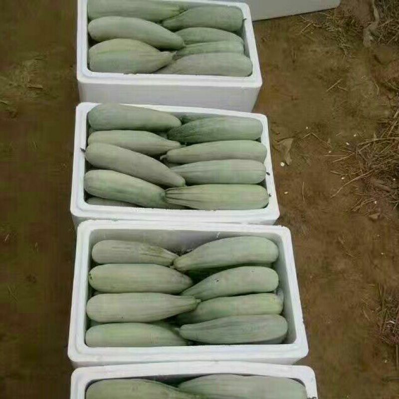 大量供应羊角蜜甜瓜1斤以上精品产地批发价格低欢迎咨询