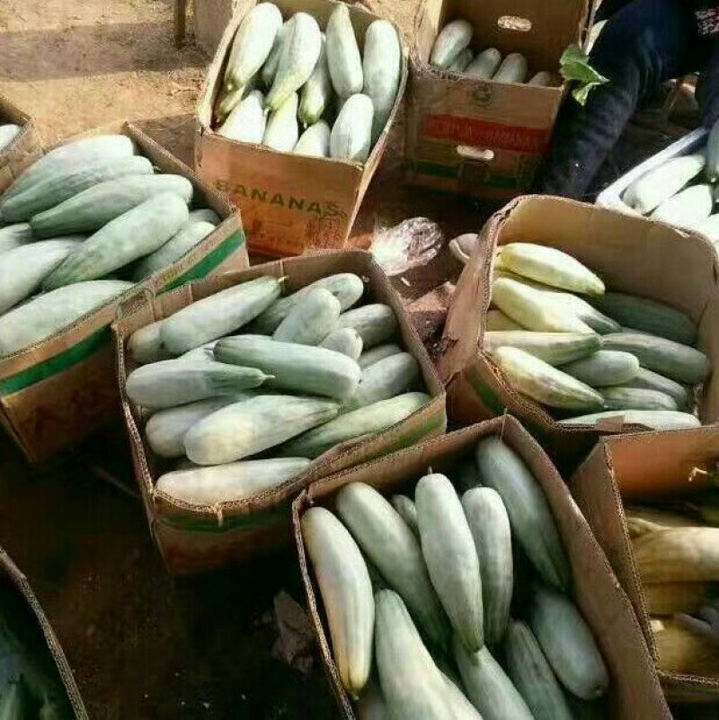 大量供应羊角蜜甜瓜1斤以上精品产地批发价格低欢迎咨询