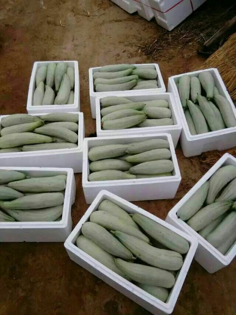 大量供应羊角蜜甜瓜1斤以上精品产地批发价格低欢迎咨询