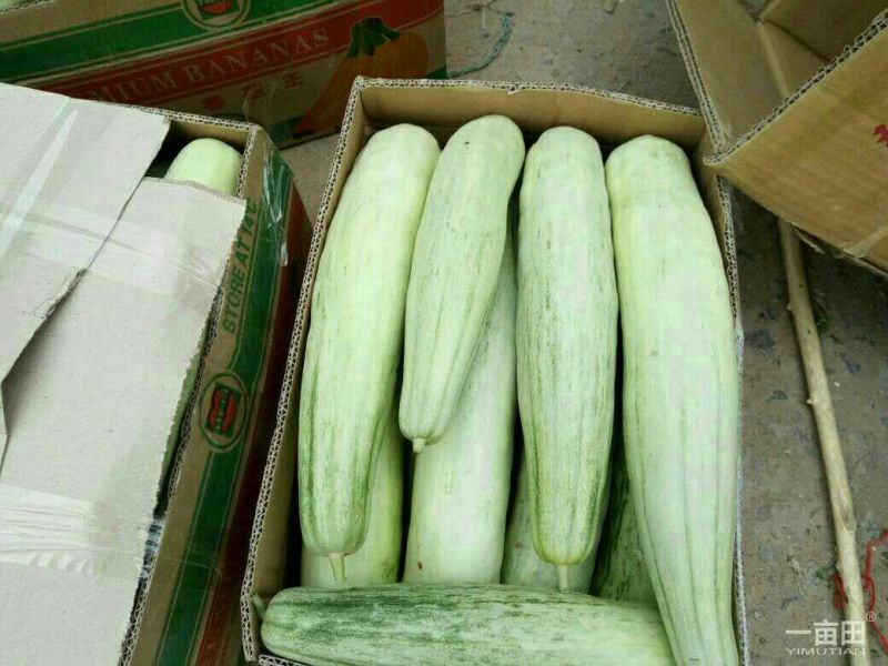 大量供应羊角蜜甜瓜1斤以上精品产地批发价格低欢迎咨询