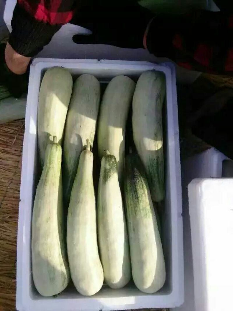 大量供应羊角蜜甜瓜1斤以上精品产地批发价格低欢迎咨询