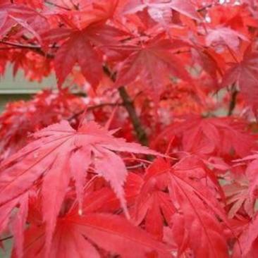 日本红枫树苗70~80cm