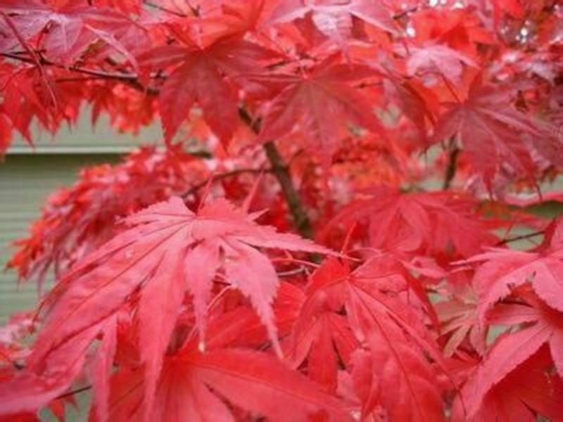 日本红枫树苗70~80cm