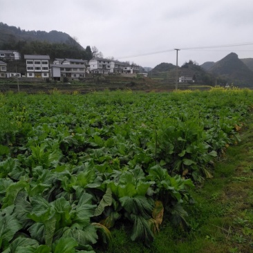 儿菜5两以上