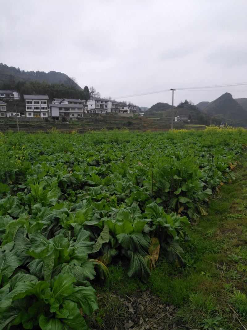 儿菜5两以上