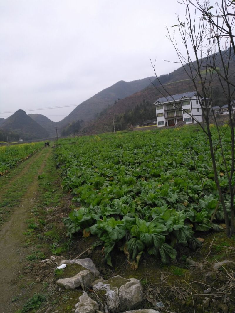 儿菜5两以上