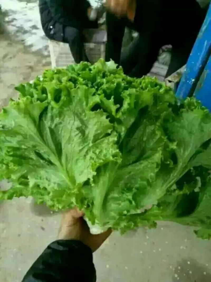 河北永年精品散叶生菜大量供应中，可供大型批发市场和超市
