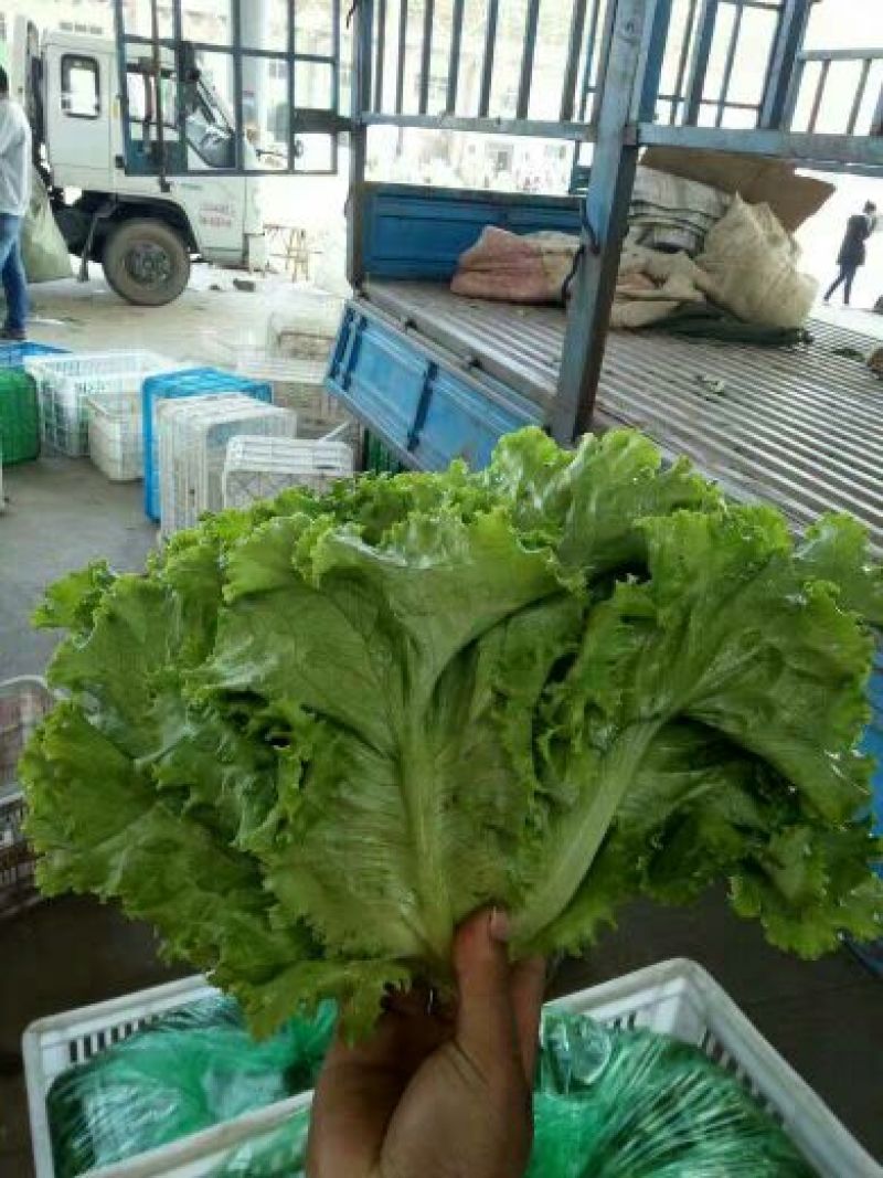 河北永年精品散叶生菜大量供应中，可供大型批发市场和超市