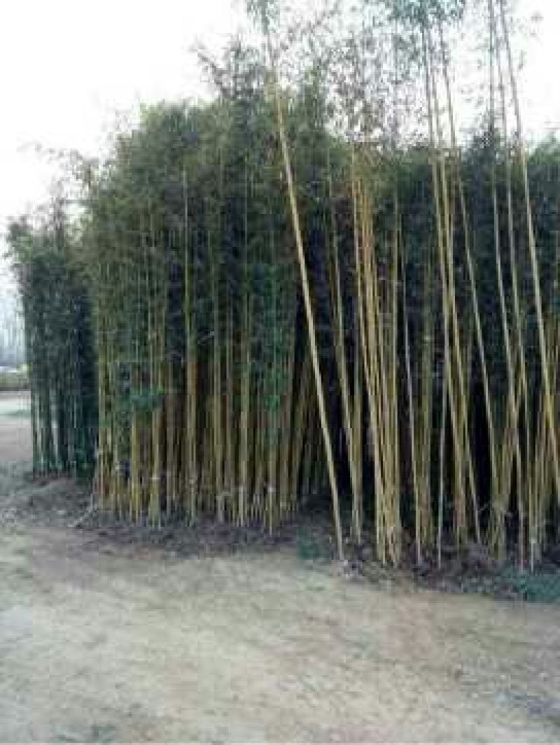 竹子2~3m