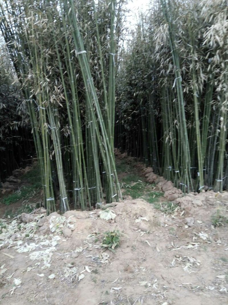 竹子2~3m