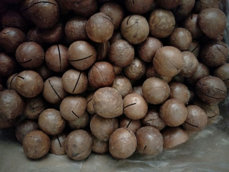 夏威夷果带壳