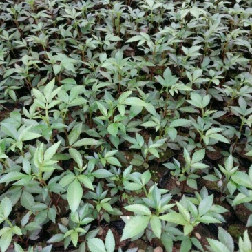 花椒苗0.5~1年