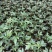 花椒苗0.5~1年