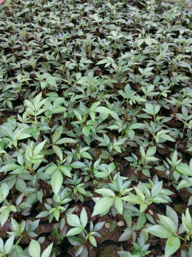 花椒苗0.5~1年