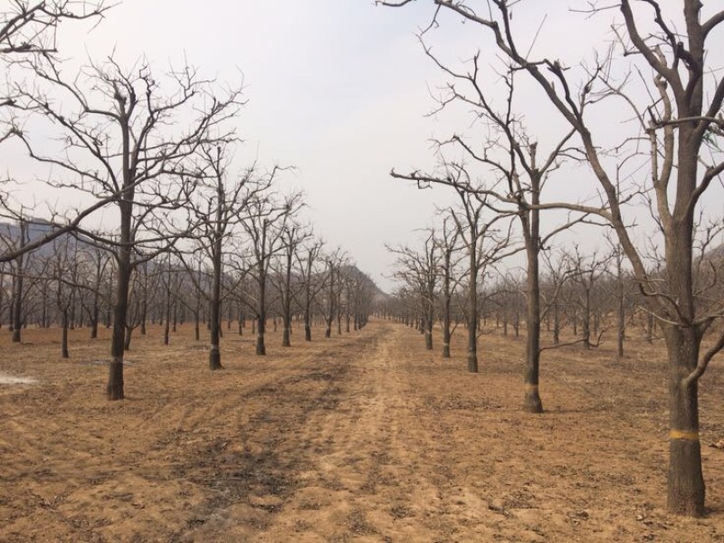 保定满城区大量供应柿子树规格齐全包上车