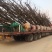 保定满城区大量供应柿子树规格齐全包上车