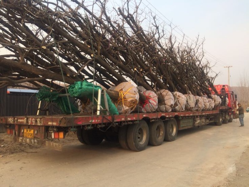 保定满城区大量供应柿子树规格齐全包上车