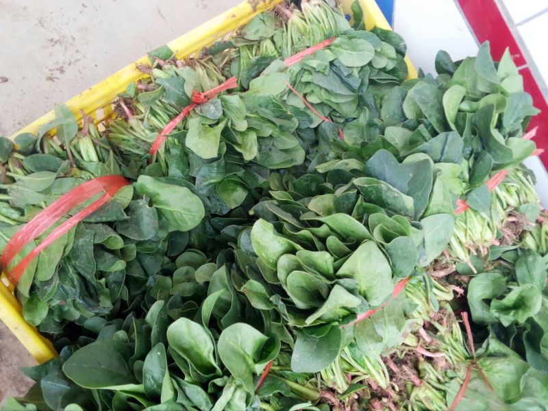 大叶菠菜10~15厘米